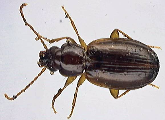 Trechus quadristriatus